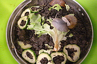 In einer Schale ist Erde sowie Gurkenscheiben mit rausgefressenem Gurkenfleisch, Schale ist noch übrig. Auf Salatblatt hockt recht große Schnecke.