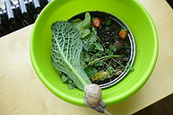 In einer Schüssel sind Erde, ein Kohlblatt und weiteres Grünzeug. auf dem Rand der Schüssel eine recht große Schnecke mit Schneckenhaus.